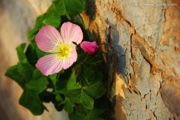 花卉