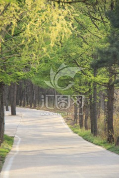 林荫大道