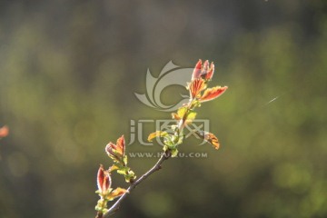 树芽嫩芽