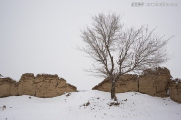 雪地里的泥巴墙与树