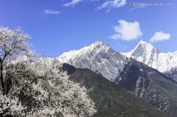 西藏波密桃花