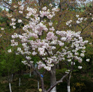 樱树