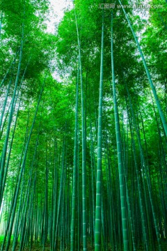 竹林