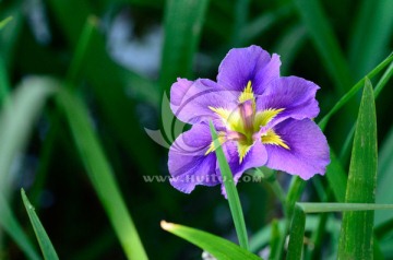 鸢尾花