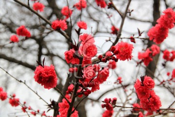 花卉