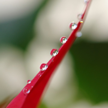 水珠