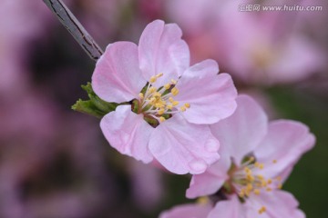 花朵