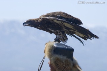 天山雄鹰