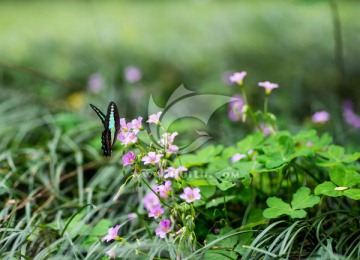 花园里的蝴蝶