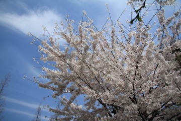 樱花图片