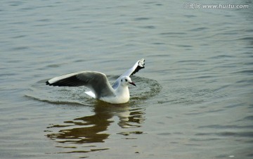 海鸥