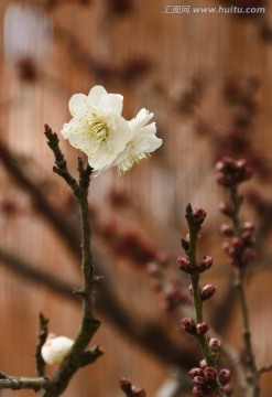 梅花