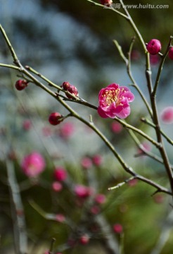 梅花
