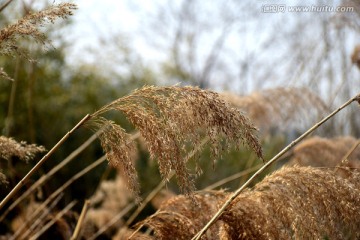 芦苇