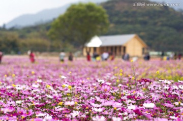 那里花开