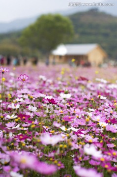格桑花