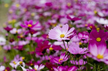 格桑花