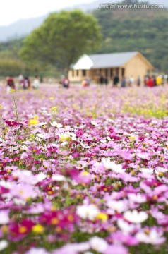 那里花开