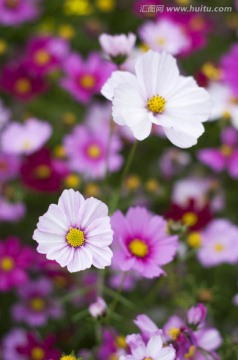 格桑花