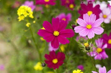 格桑花