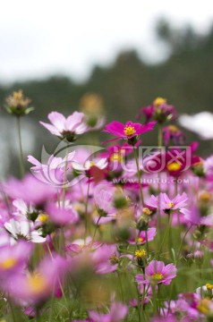 格桑花
