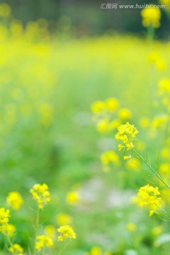 油菜花特写