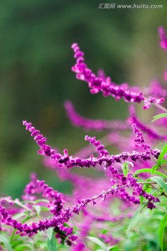 梦幻紫色的花
