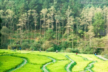 田园风光