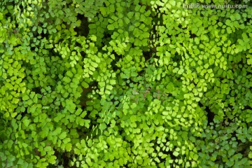 花草