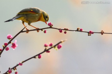 红嘴相思鸟