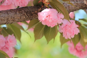 樱花盛开