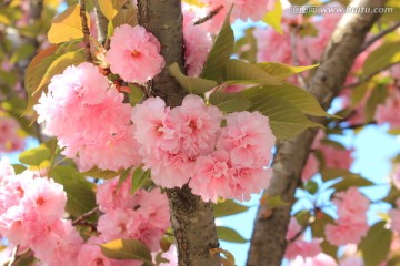 樱花节