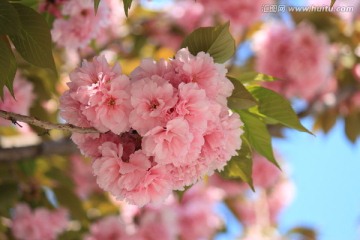 红樱花