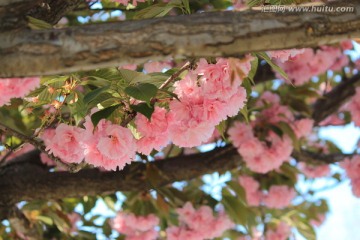 樱花树