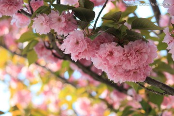 樱花