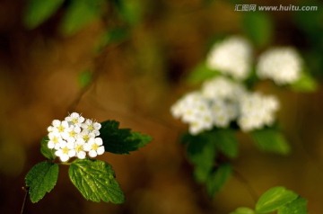 白色石楠花野花近景特写