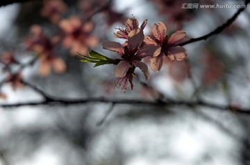 逆光下的粉色透明桃花