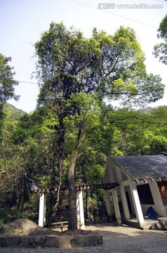 华溪森林公园千年古藤和凉亭竖幅
