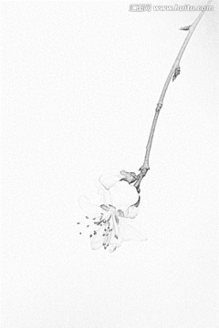 桃花素描