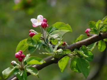 苹果树花