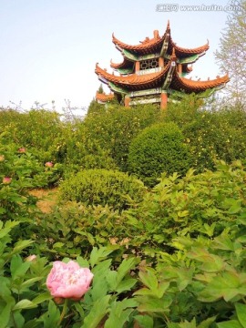 中国传统建筑 亭子 植物 牡丹