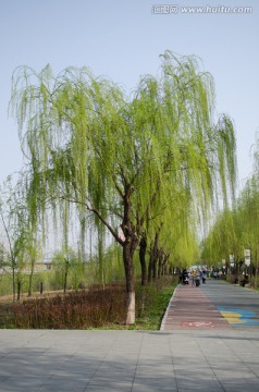 灞桥湿地公园 柳树