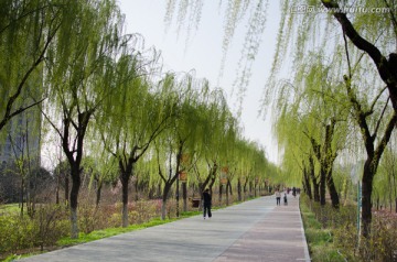 灞河 柳树 湿地公园