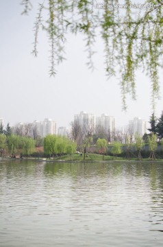 公园 湖水 绿化