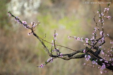 画意桃花