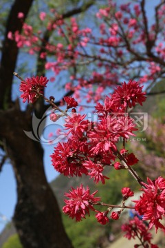 菊花桃