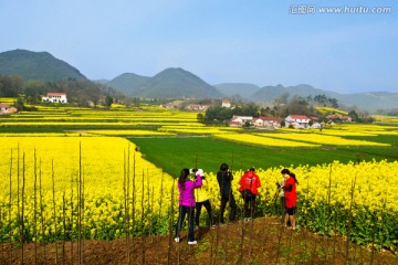 油菜花