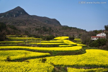 油菜花