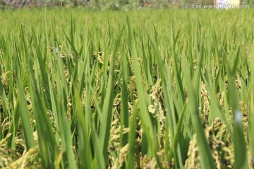 水稻景