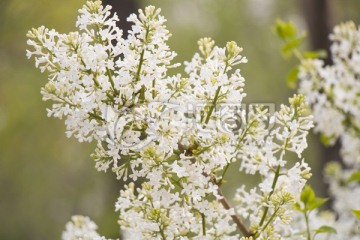 丁香花 花卉